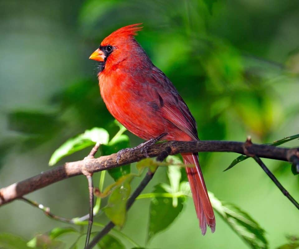 15 Common Michigan Birds Get to Know Your Michigan Backyard Birds My