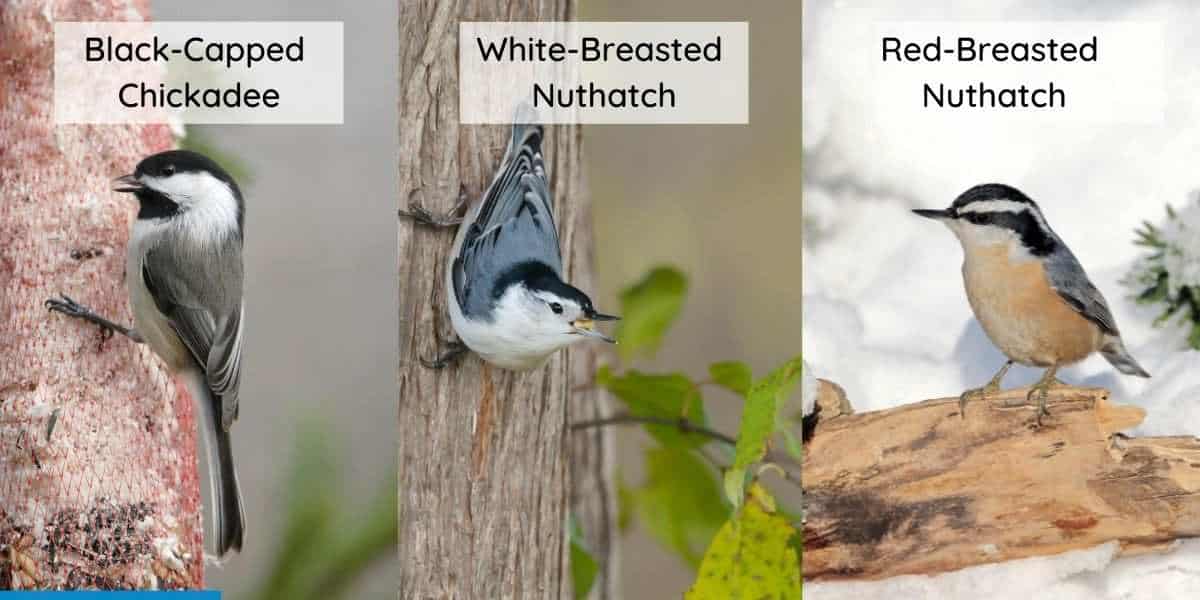 15 Common Michigan Birds Get to Know Your Michigan Backyard Birds My