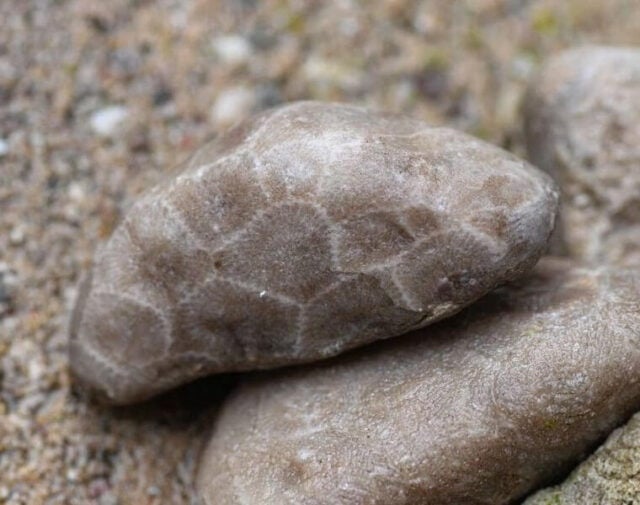 15 Places to Find Petoskey Stones in Michigan RockHunting Guide My