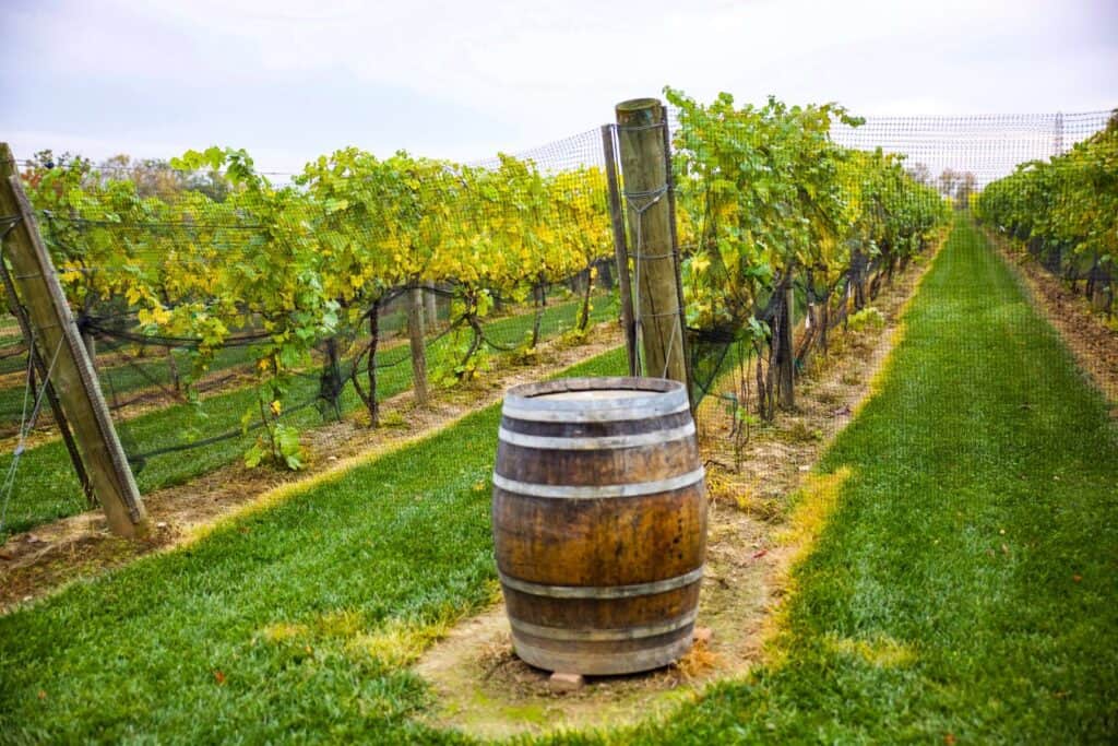 Rows of grapevines at a winery in Suttons Bay, Michigan, with a wooden wine barrel in the foreground on the Leelanau Peninsula