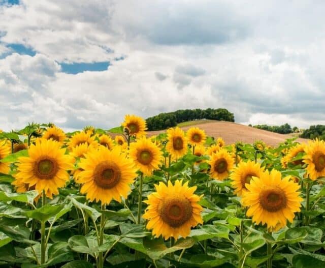 MustVisit Michigan Sunflower Fields for 2024 My Michigan Beach and