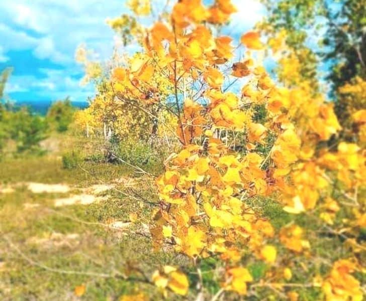 michigan fall colors in sleeping bear dunes