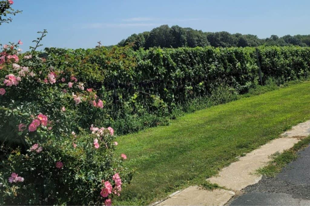 rose bush near the grape wines at a vineyard