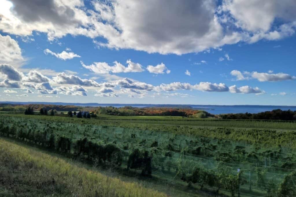 clouds on a blue sky over a rolling vineyard