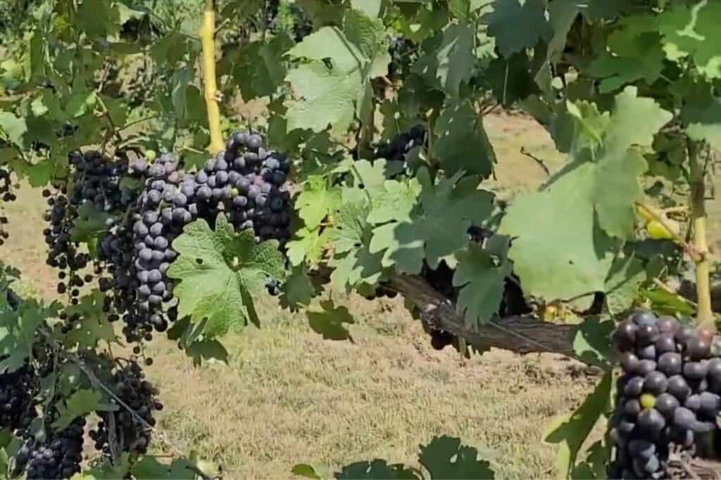 grapes growing on a vine