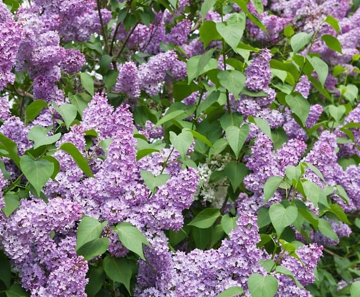 Lilacs on Mackimac Island