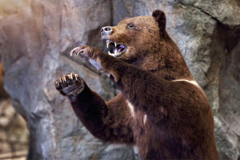 stuffed bear at a northern michigan museum
