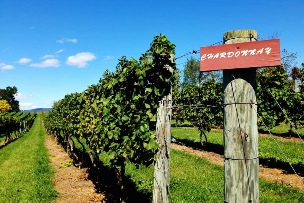 Traverse City winery vineyard on Old Mission Peninsula with Grand Traverse Bay views