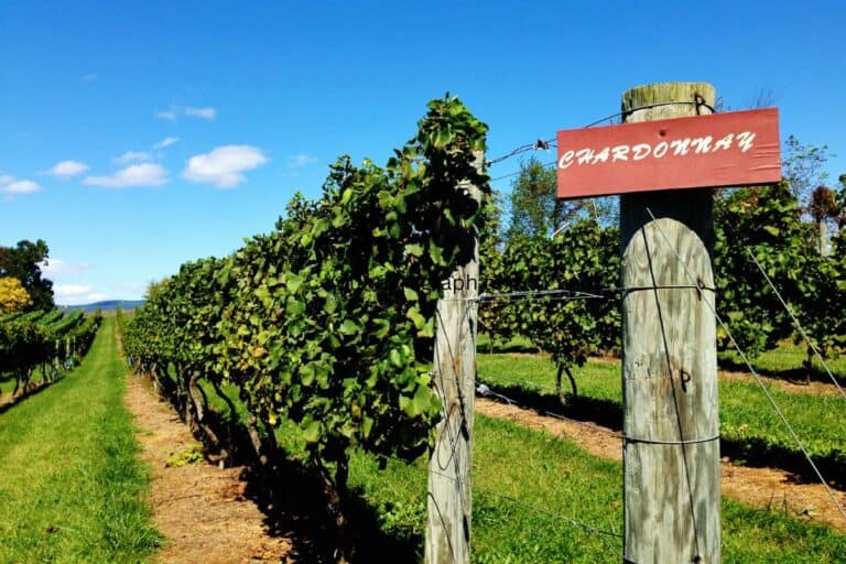 A row of grape vines at a Traverse City winery