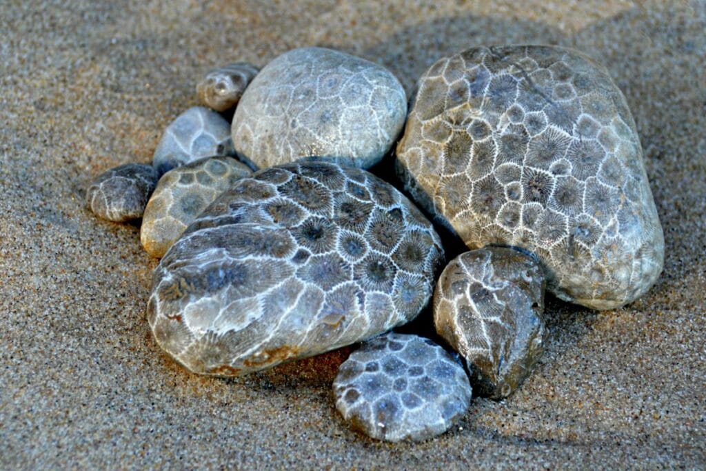 Petoskey Stones on a Michigan beach