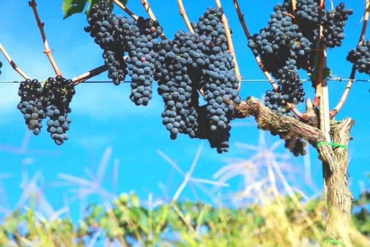 grapes on a vine at a new buffalo winery