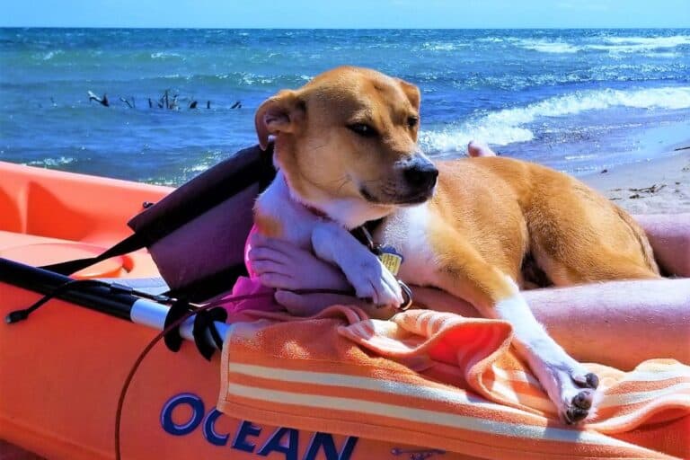 dog in a kayak in michigan
