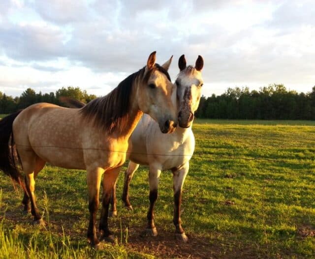 15 AWESOME Horseback Riding Trails in Michigan with MAP My Michigan