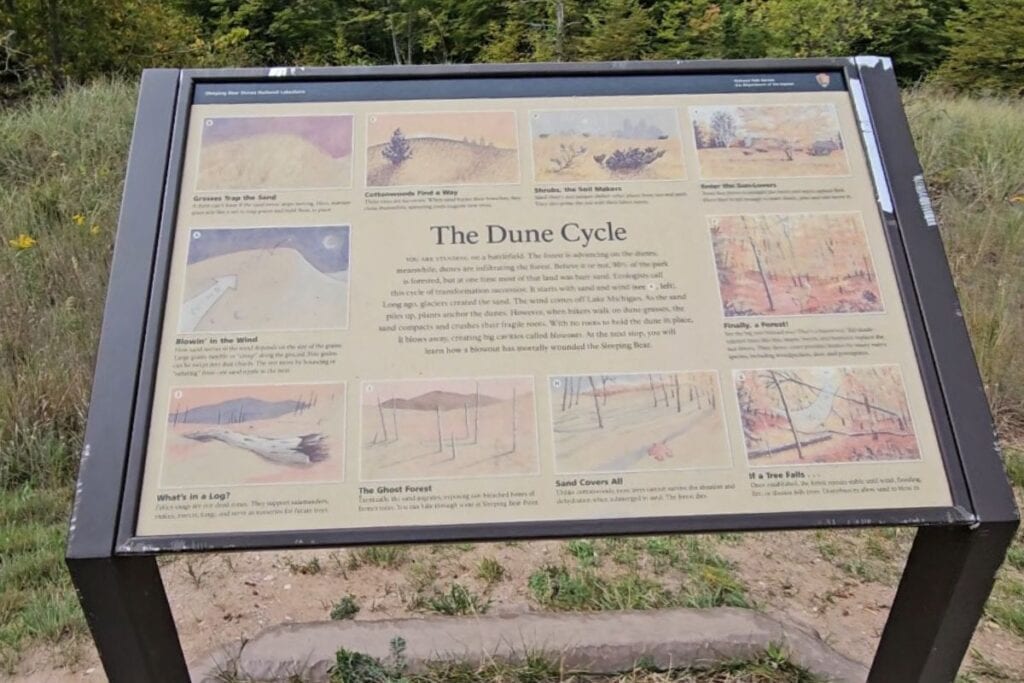 The Dune Cycle interpretive sign at Stop 5 Dune Ecology on the Pierce Stocking Scenic Drive