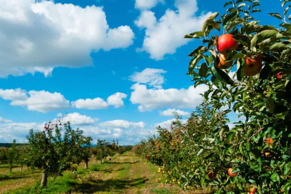 2024 BEST Michigan Cider Mills & Apple Orchards with MAP My Michigan
