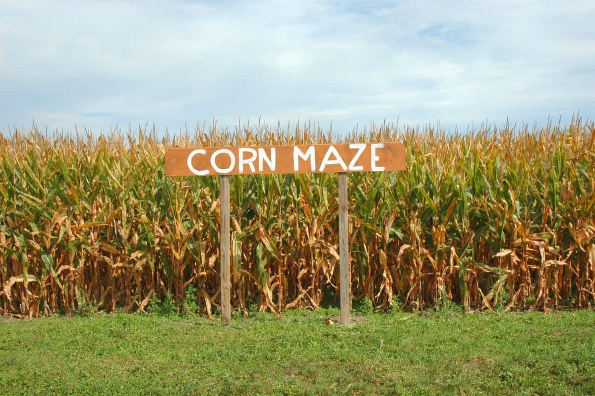 A corn maze