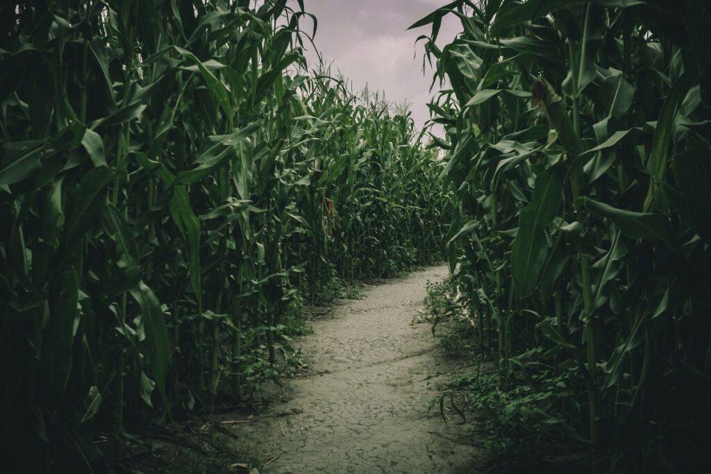 the neterance to a dark and mysterious-looking corn maze in Michigan