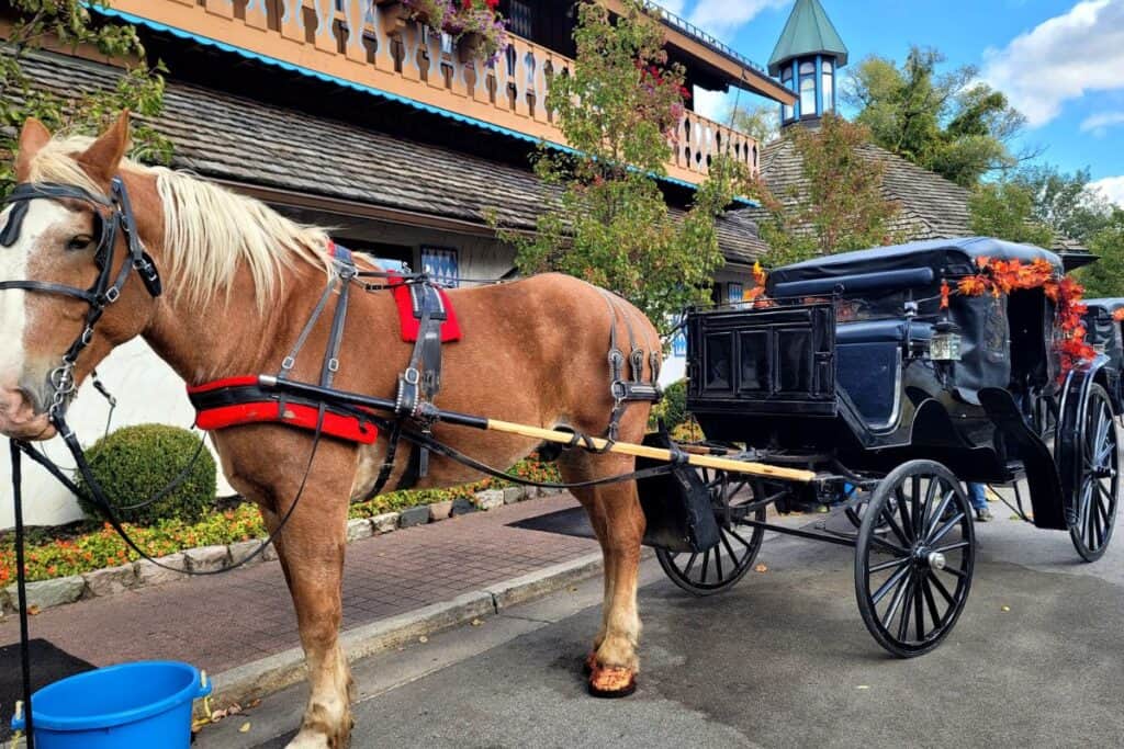 a horse on a street in Frankenmuth Michigan all dressed up for thanksgiving.