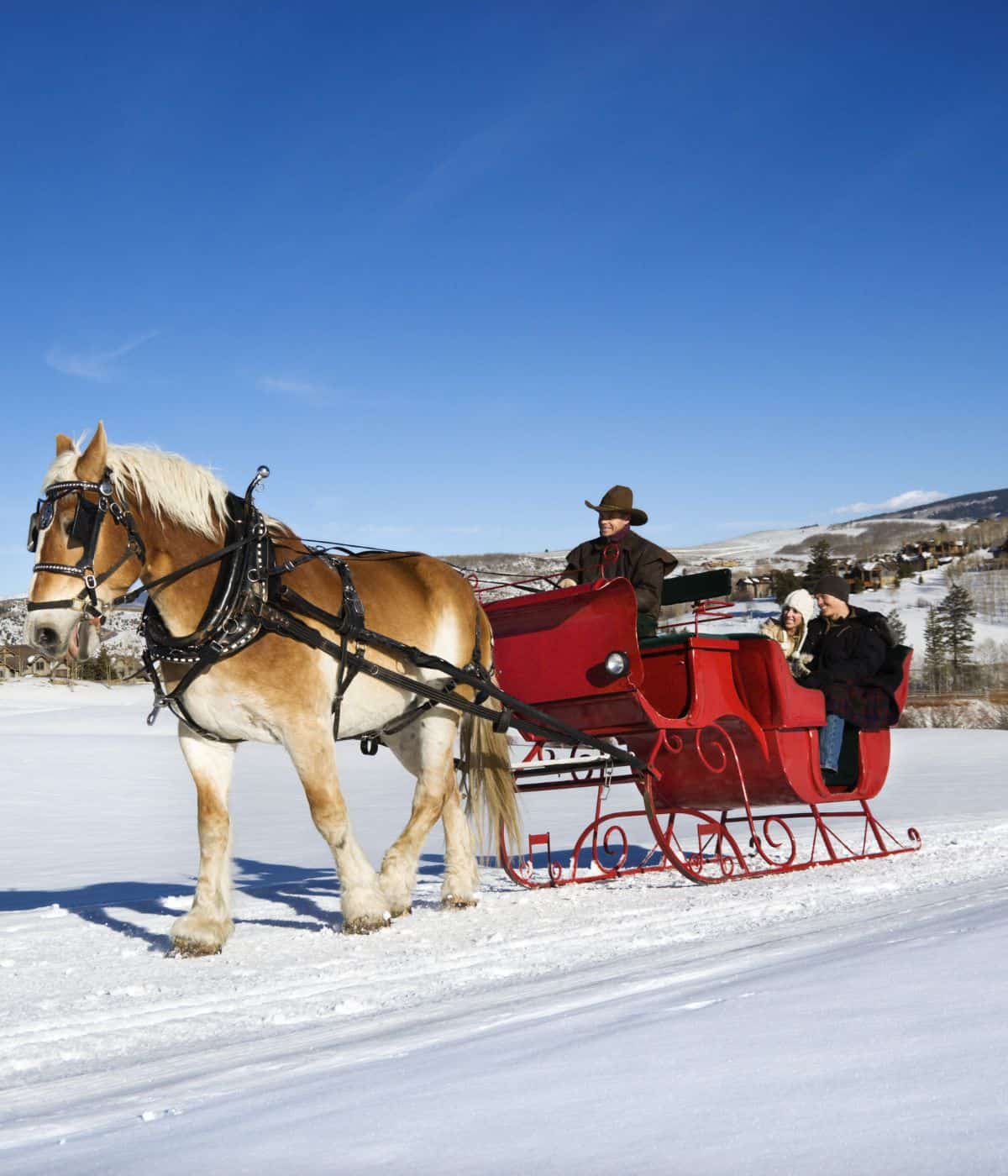 15 AMAZING Michigan Sleigh Rides (Winter Horse Drawn Carriages & Elk ...