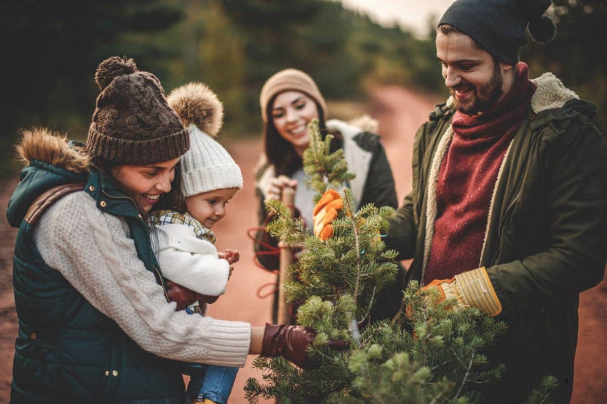 people gathered around a fresh- cut christmas tree on a michigan christmas tree farm