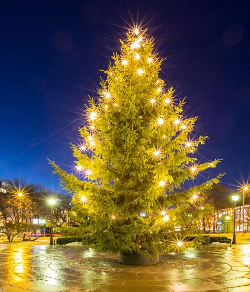 Christmas Trees in Wayne County