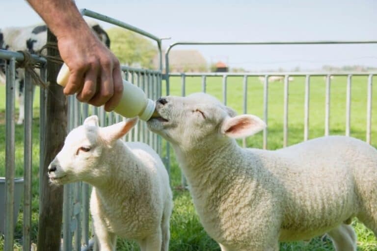 lamb feeding in southeast michgan in spring