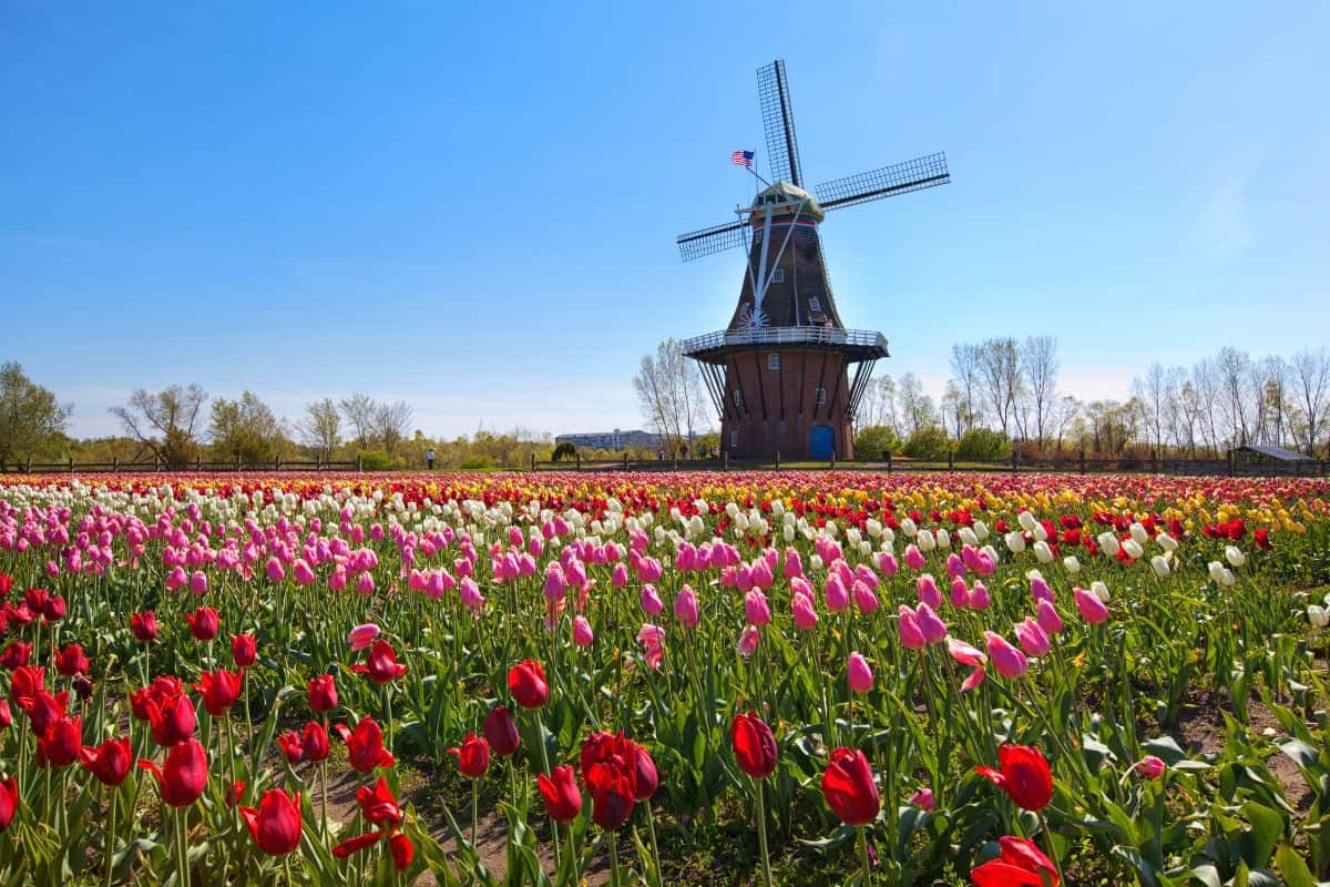 windmill in a field of tulips in holland michigan