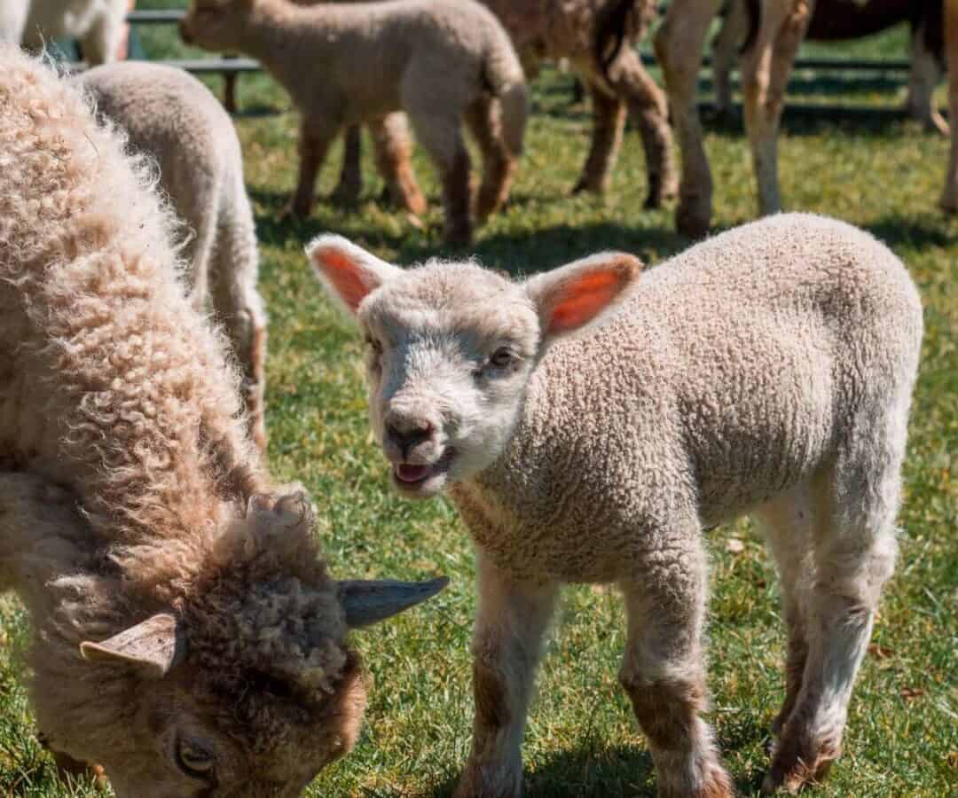 33 BEST Michigan Petting Zoos, Farms, Animal Sanctuaries (MAP) - My