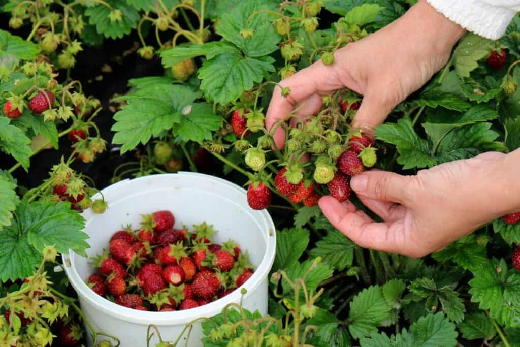 person picking strawberries in michigan