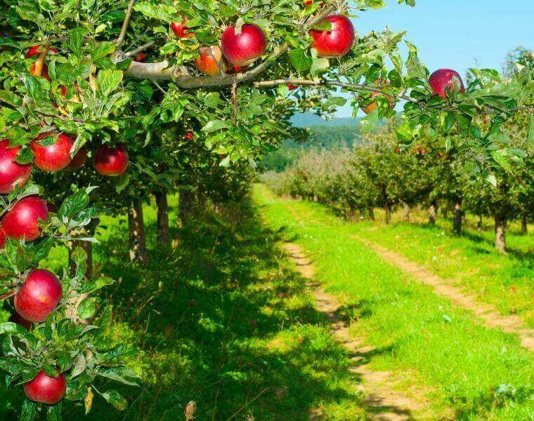 apples on a tree in michigan
