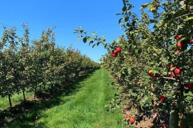 apples on a tree in an orchard