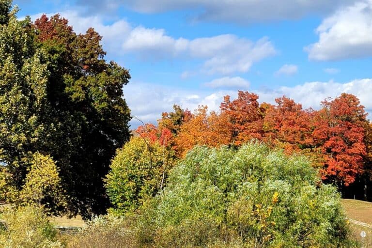 beautful fall foliage alonf a Michigan fall color drive