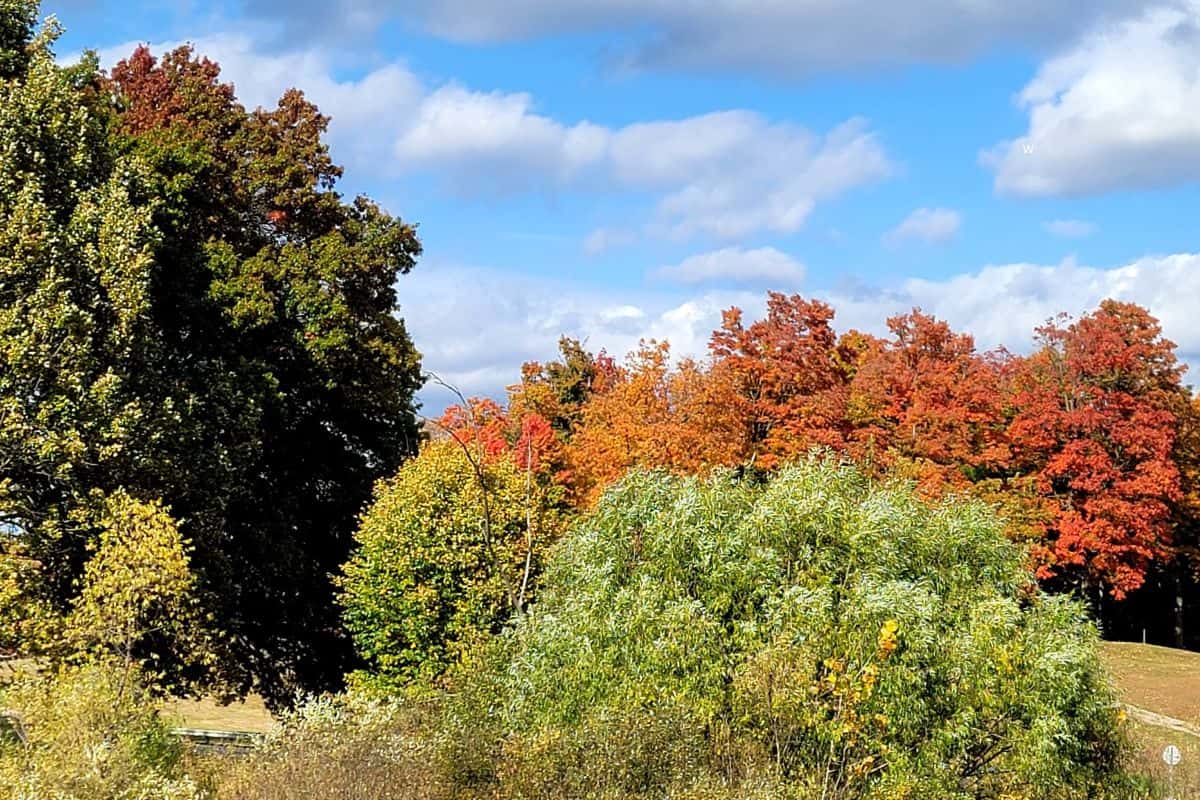 beautful fall foliage alonf a Michigan fall color drive