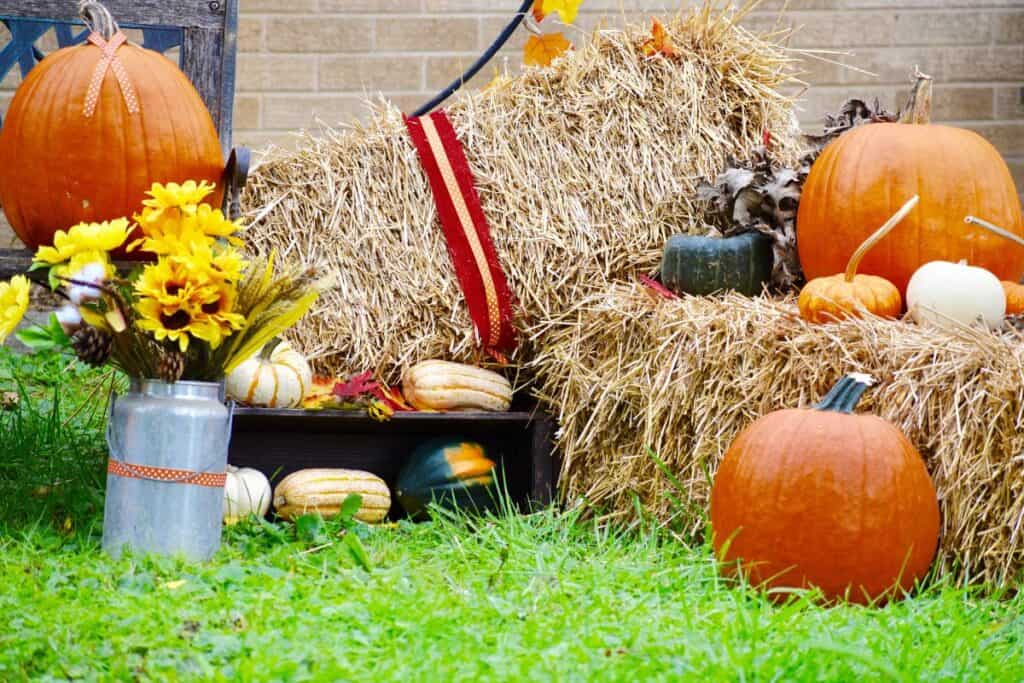 pumpkins in a fall display