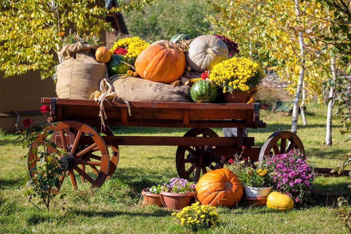 a michigan fall scene featuring mums, amd pumpkins and a wagon at a fall festival