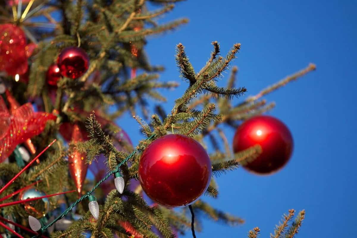christmas tree in michigan