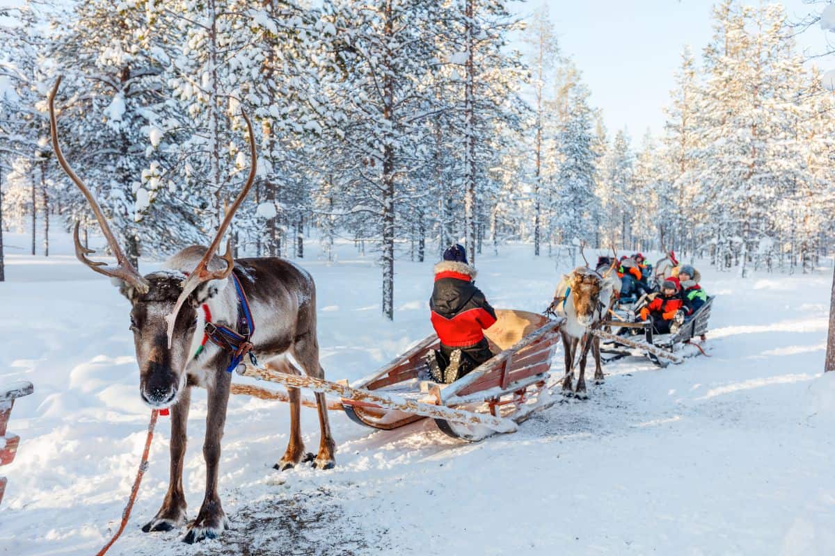 a reindeer in the snow pulling a sled in Michigan