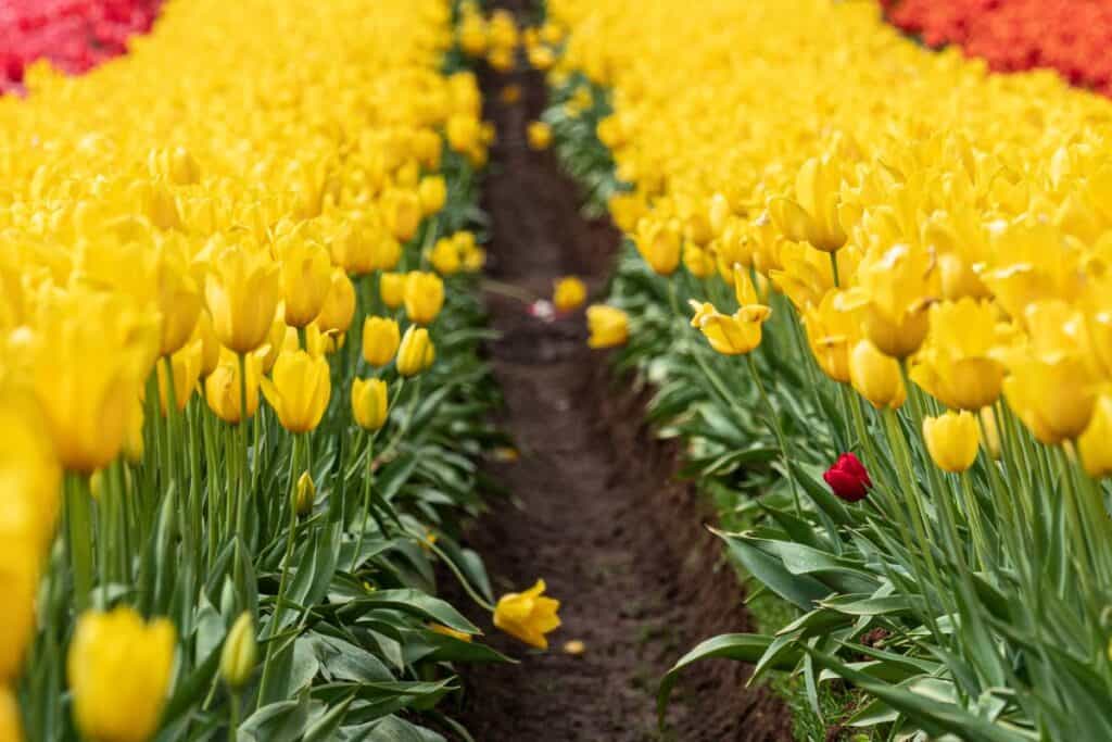 Michigan Flower Festivals 2024 Your Guide to a Colorful Adventure My