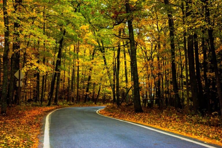 road winding through a tunnel of trees in autumn