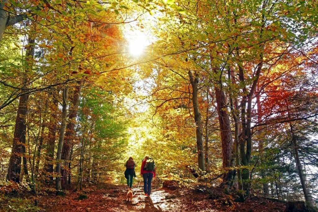 people hiking in michigan in the fall under a canopy of trees 