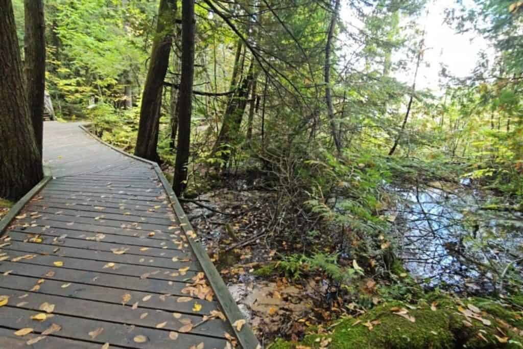 Spring-fed stream at Iargo Springs 