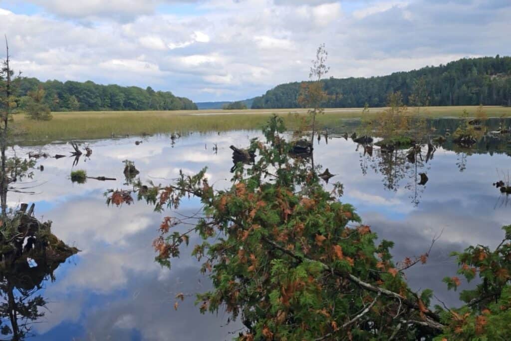 Iargo Springs natural spring pools and Au Sable River wetlands viewed from the boardwalk near Oscoda Michigan