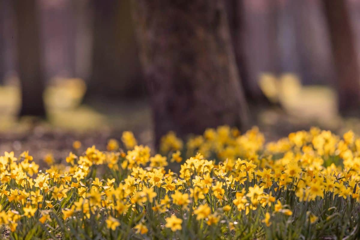 field of daffodils in michigan in march
