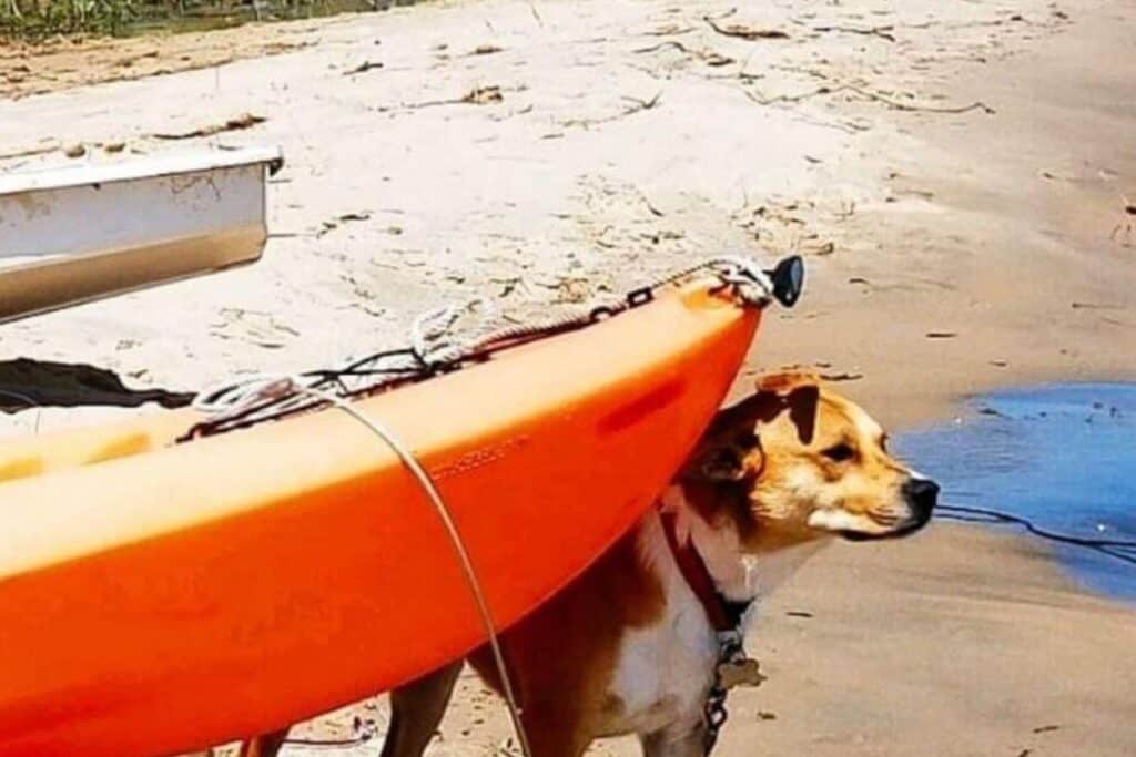 dog-friendly new buffalo beach 