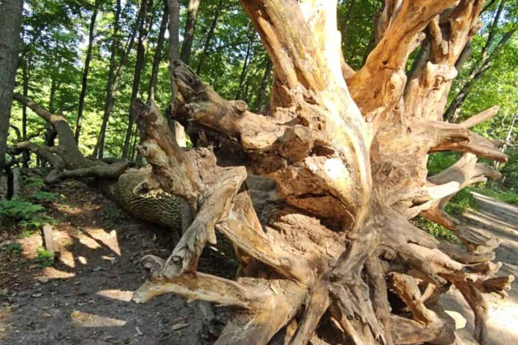 Massive uprooted tree with exposed root system along a hardwood forest trail in Sleeping Bear Dunes