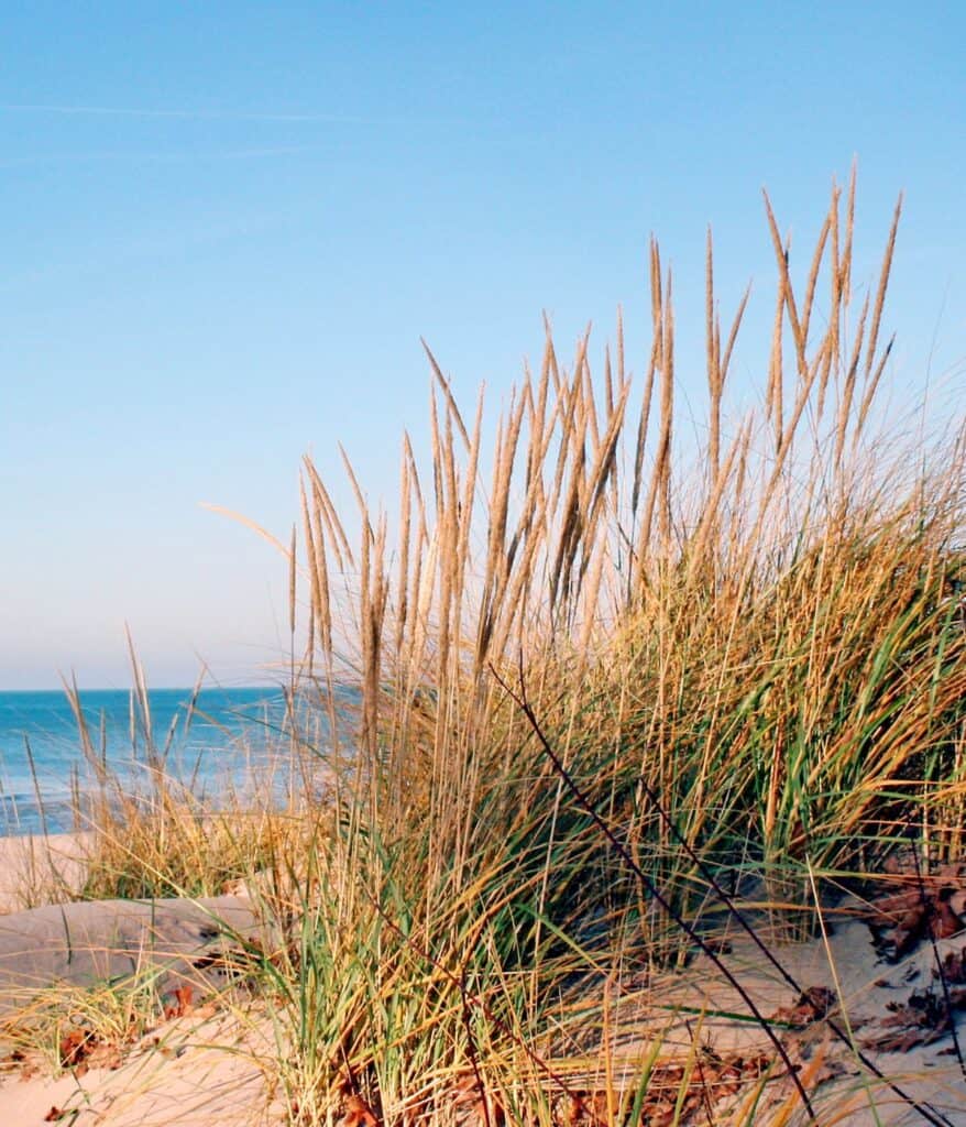 view of the beach in new buffalo michigan 