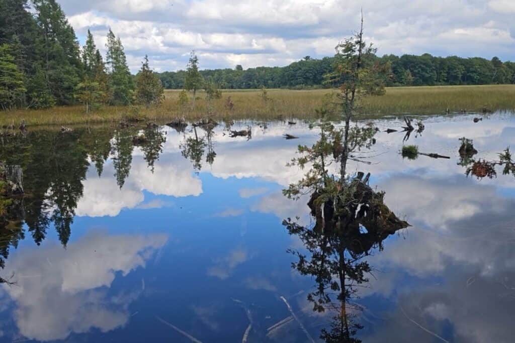  Cloud reflections on still wetland water with pine trees and grasses at Iargo Springs near Oscoda Michigan
