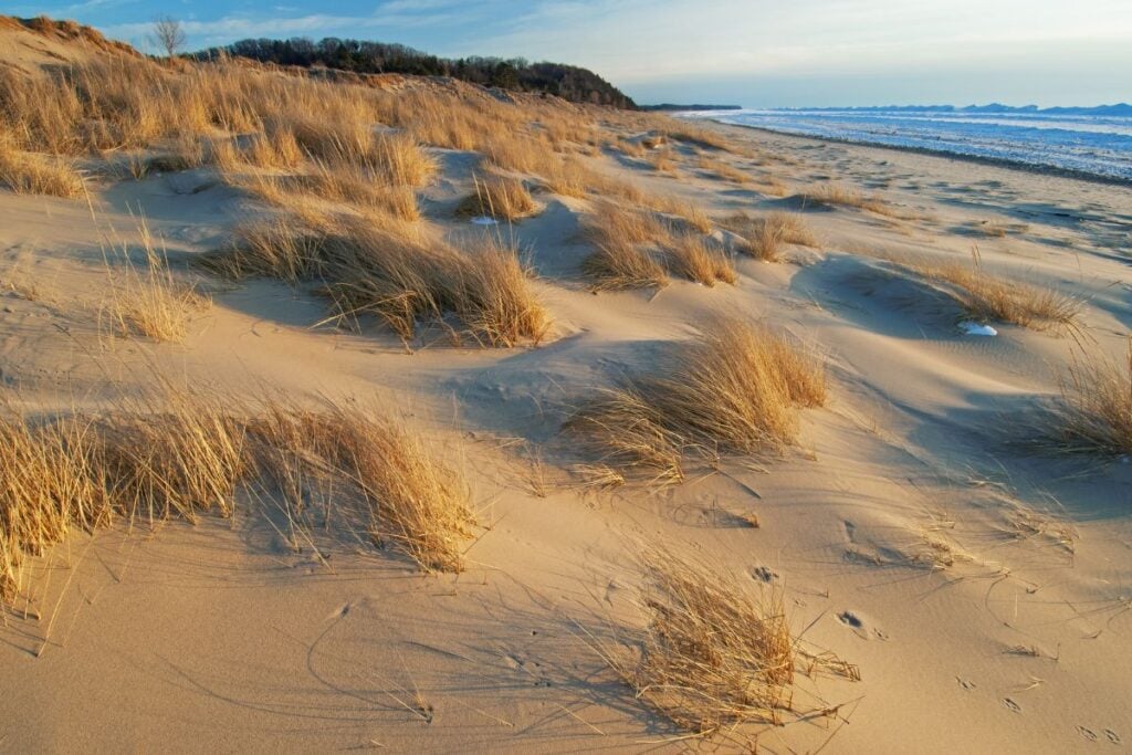 Golden light on beach grass and low sand dunes along the Lake Michigan shoreline at Saugatuck Dunes State Park in winter