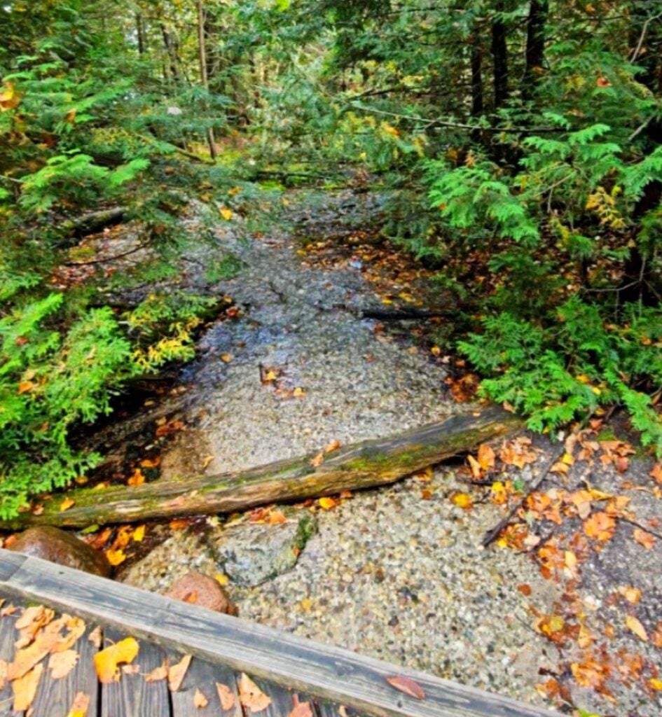 Wooden boardwalk railing beside a shallow spring-fed stream covered with fallen yellow leaves at Iargo Springs