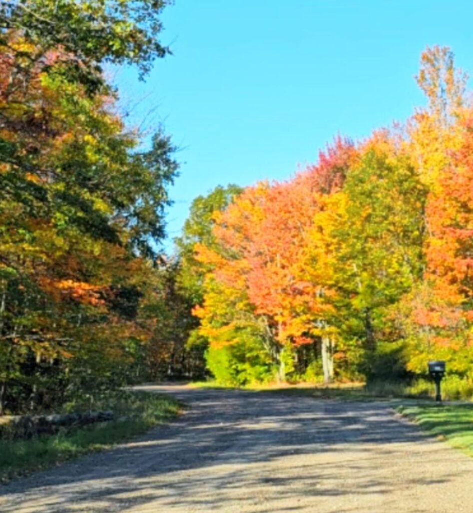 Orange and gold maples lining a gravel road off the River Road National Scenic Byway near Oscoda, Michigan